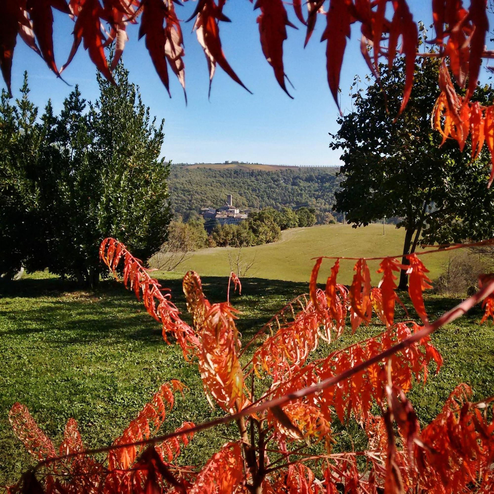 Agriturismo Casa Greppo San Venanzo Kültér fotó